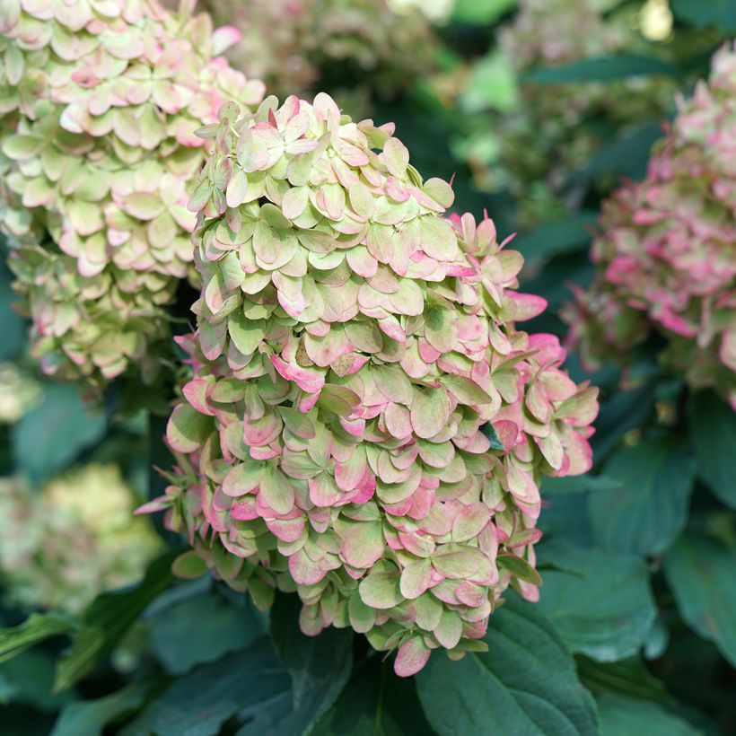 Hydrangea paniculata Limelight Prime Proven Winners - Panicle Hydrangea (Flowering)