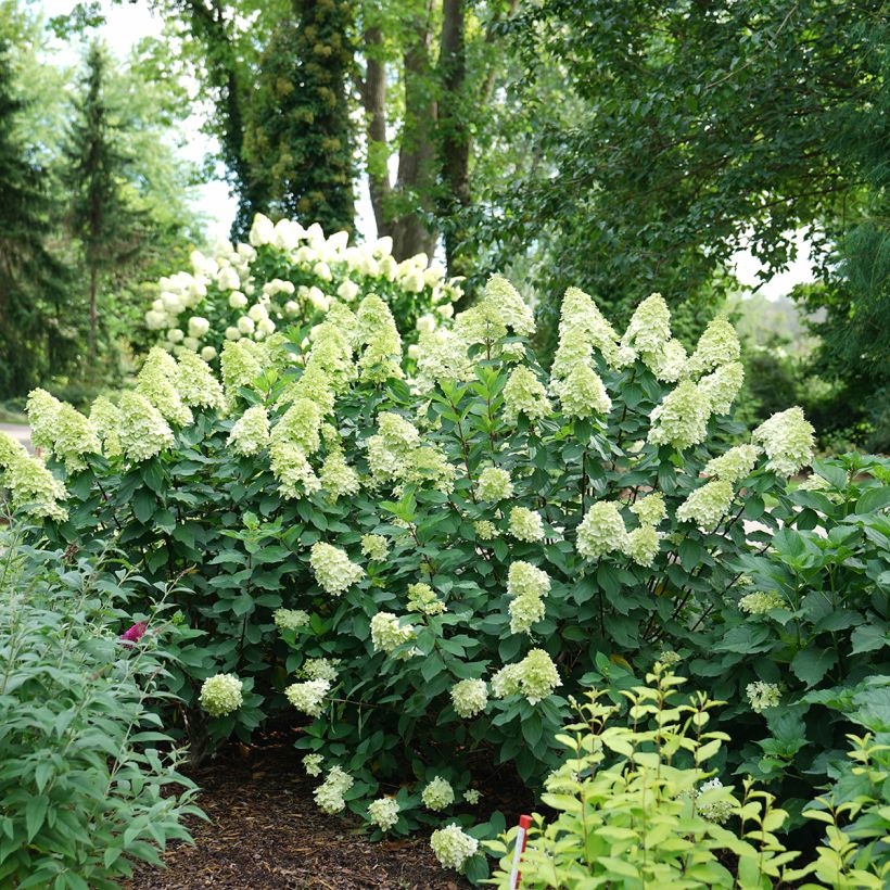 Hydrangea paniculata Limelight Prime Proven Winners - Panicle Hydrangea (Plant habit)