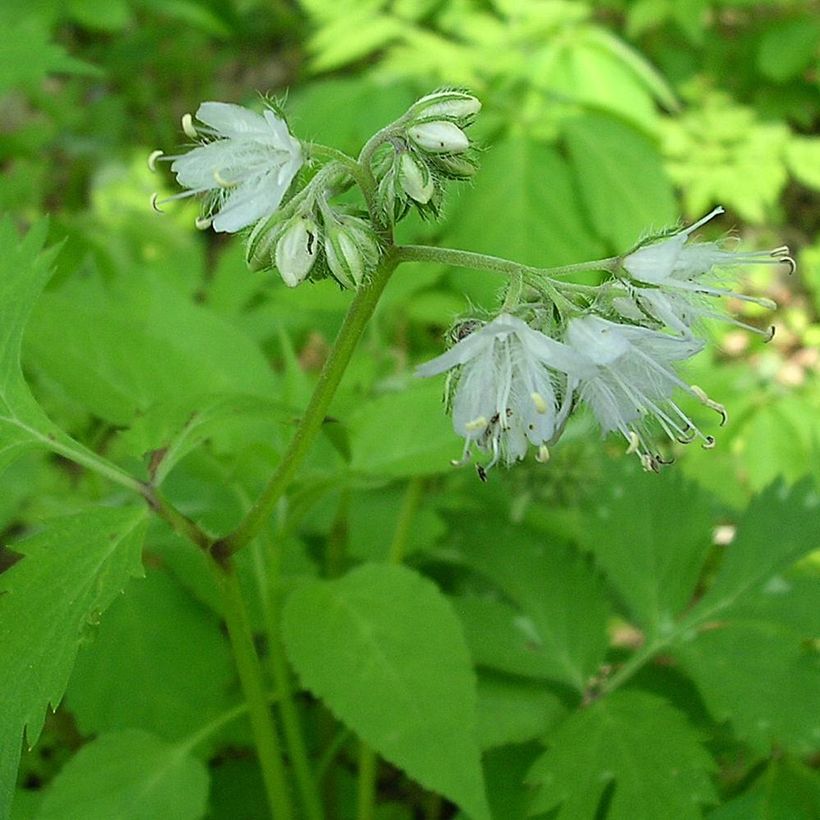 Hydrophyllum virginianum - Virginia Waterleaf (Flowering)