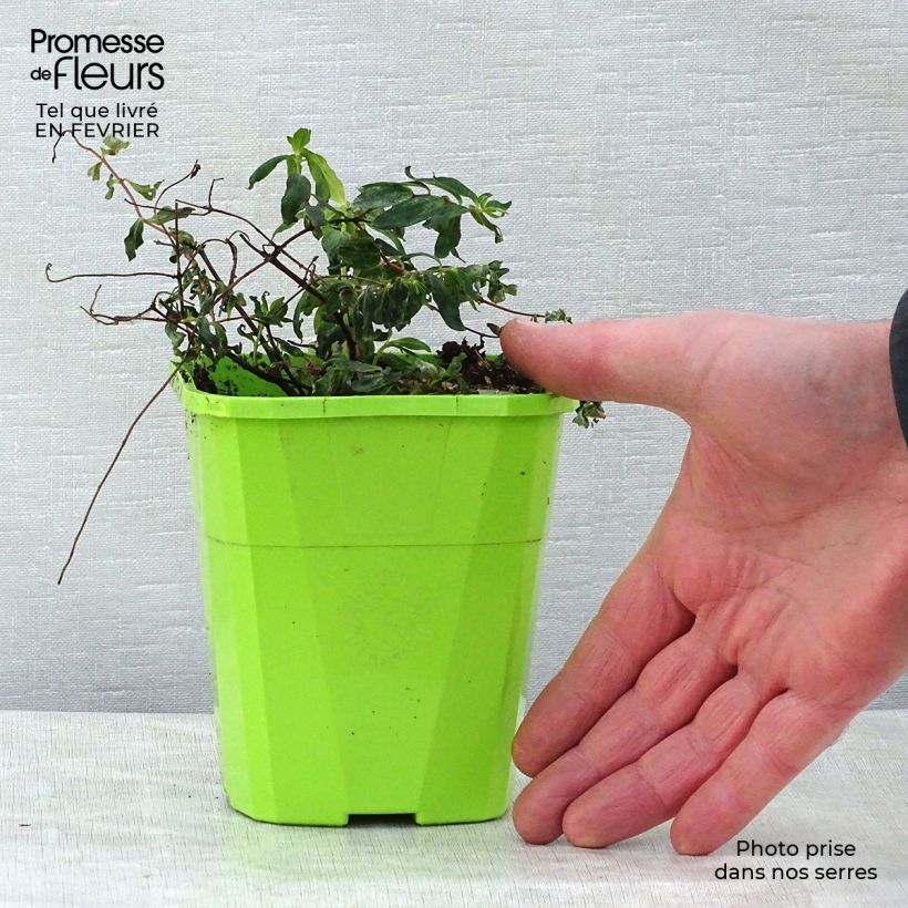 Hypericum Radiance - Millepertuis hybride panaché Pot de 1,5L sample as delivered in winter