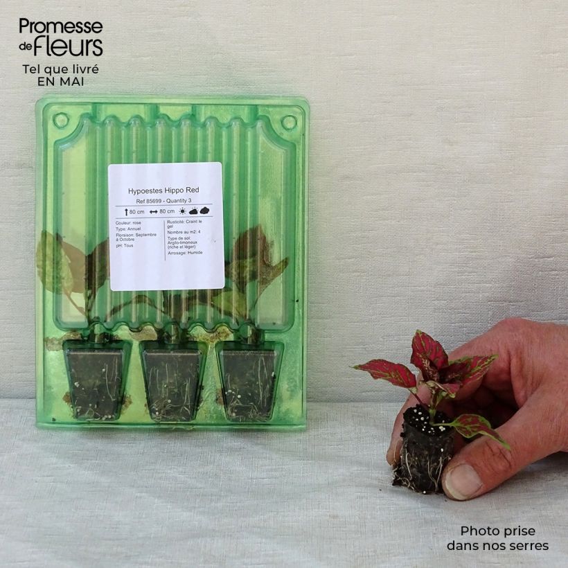 Hypoestes Hippo Red Mini-motte 3 cm sample as delivered in spring