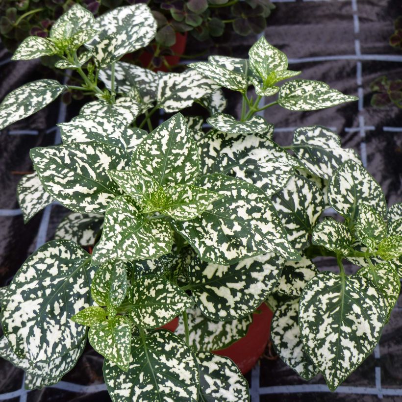 Hypoestes phyllostachya Hippo White - Polka Dot Plant (Plant habit)