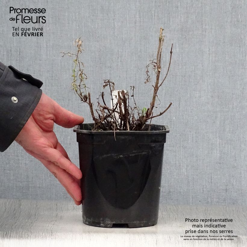 Hysope officinale - Hyssopus officinalis en pot de 2/3 litres sample as delivered in winter