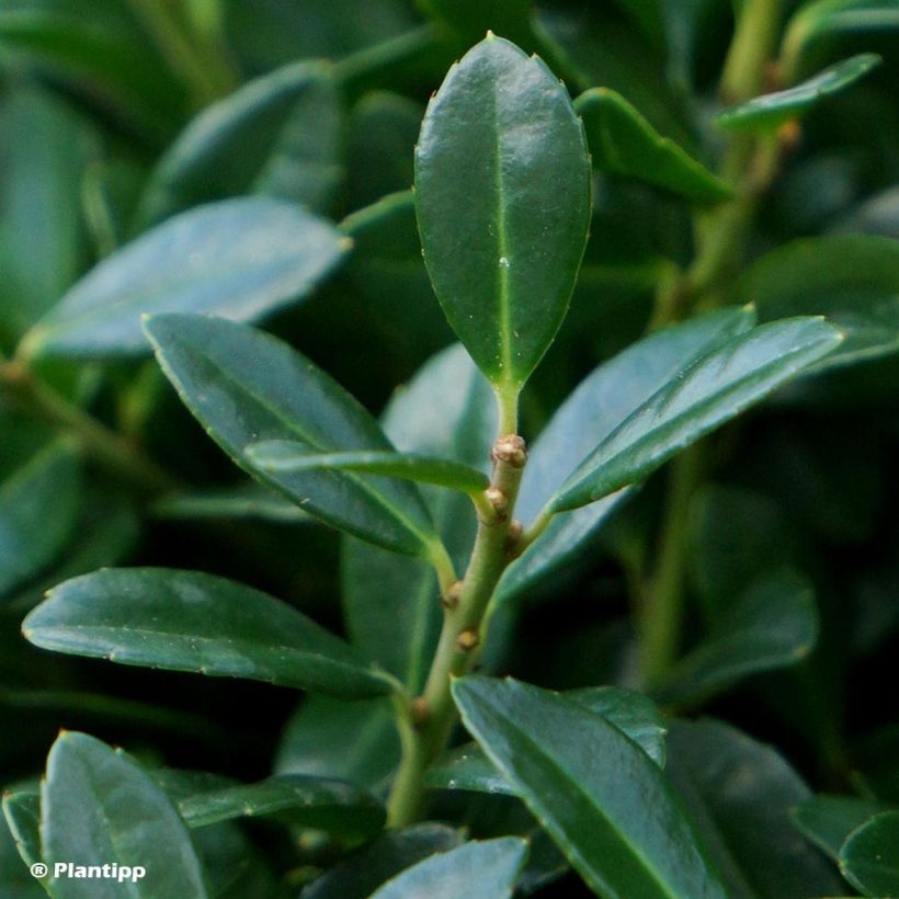 Ilex crenata Luxus Globe - Crenate Holly (Foliage)