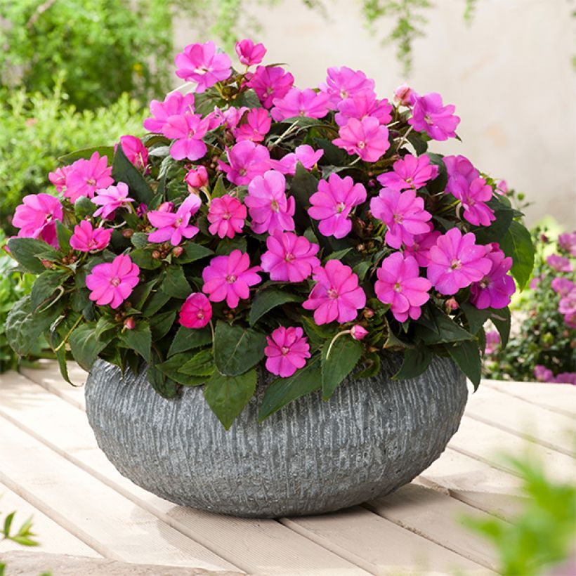 Impatiens Sunpatiens Compact Hot Lilac - Busy Lizzie (Plant habit)