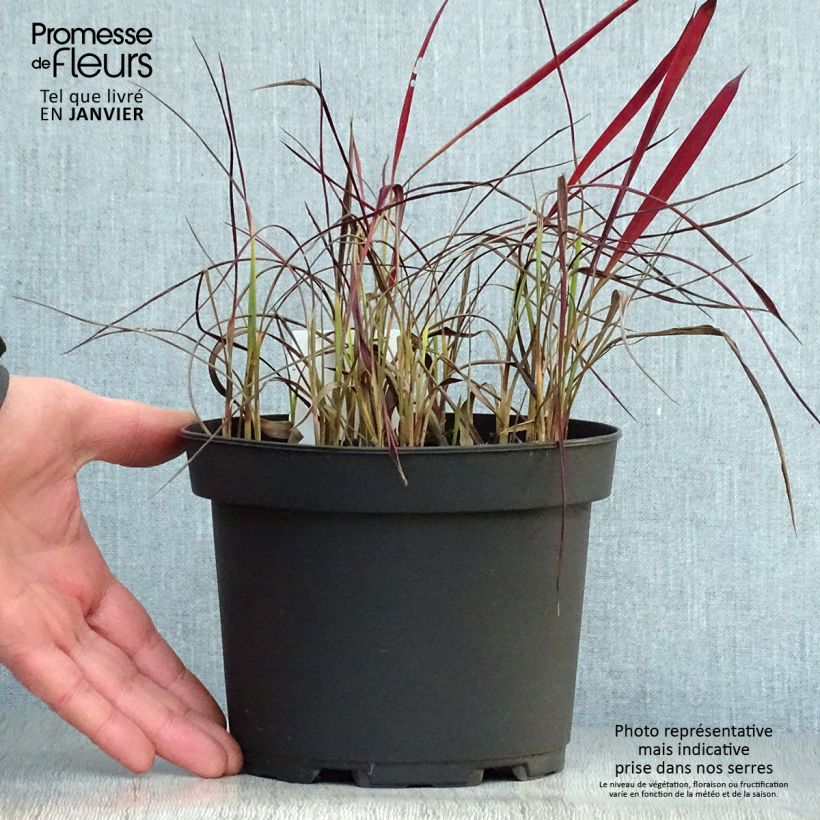 Imperata cylindrica Red Baron - 2L/3L sample as delivered in winter