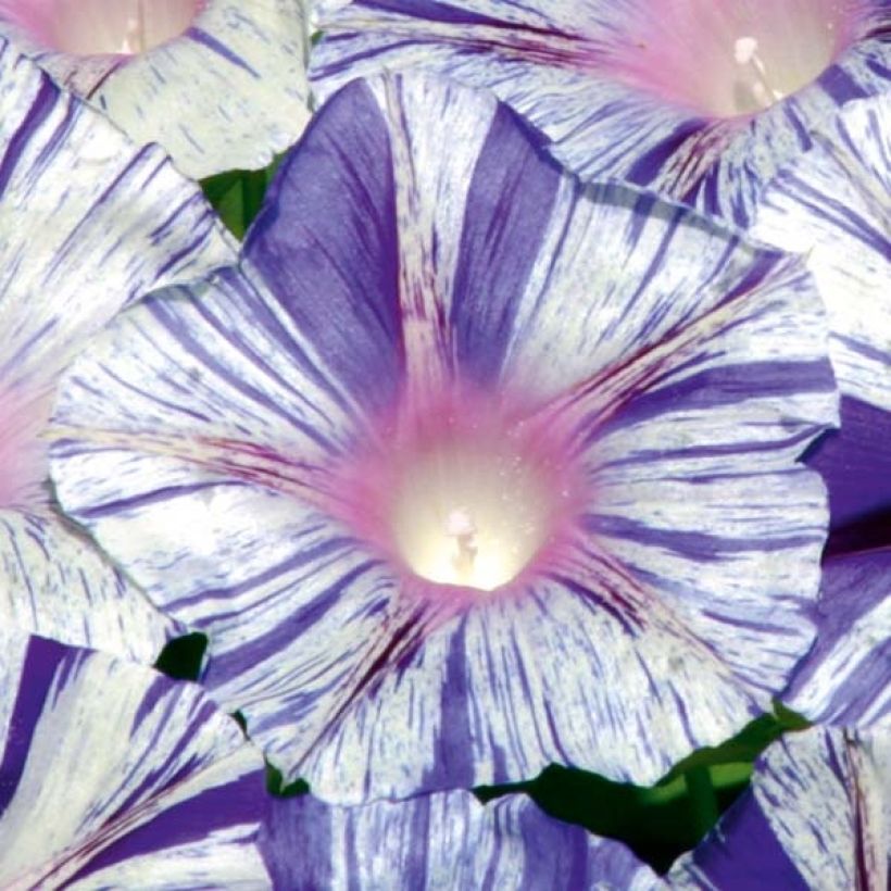 Ipomoea purpurea Venice blue - Morning Glory seeds (Flowering)