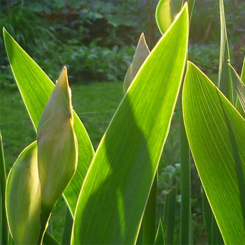 Iris Bedtime Story (Foliage)