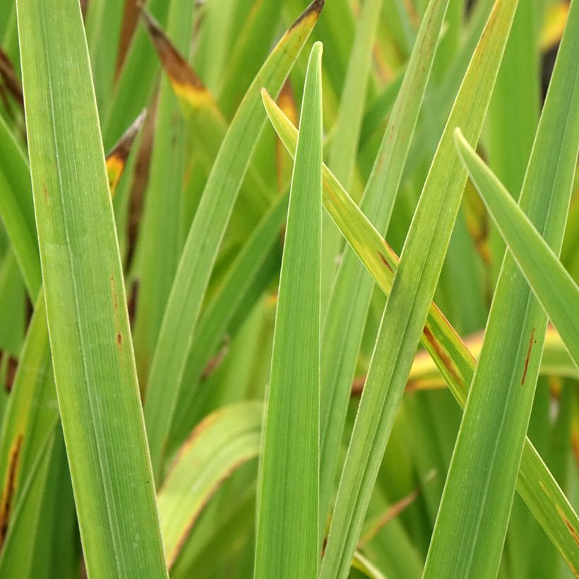 Iris ensata Sugar Dome - Japanese Water Iris (Foliage)