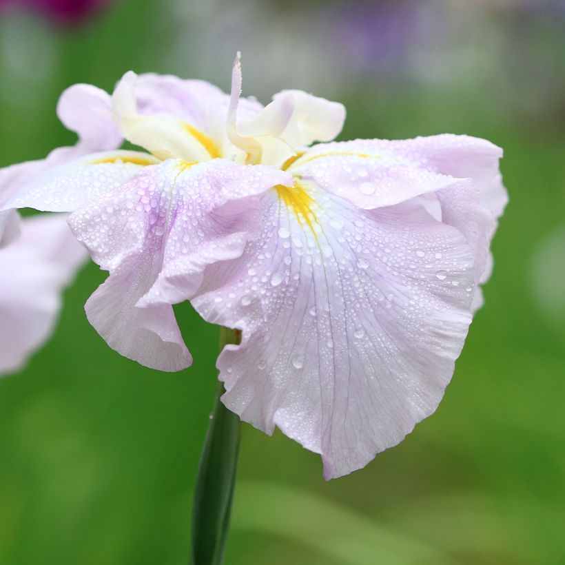 Iris ensata Worlds Delight - Japanese Water Iris (Flowering)