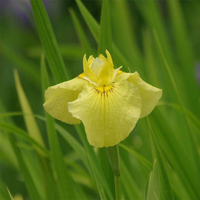 Iris ensata Aichi-no-Kagayaki - Japanese Water Iris (Flowering)