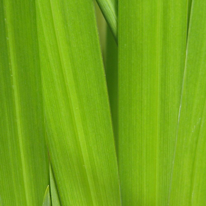 Iris ensata Yezo-nishiki - Japanese Water Iris (Foliage)