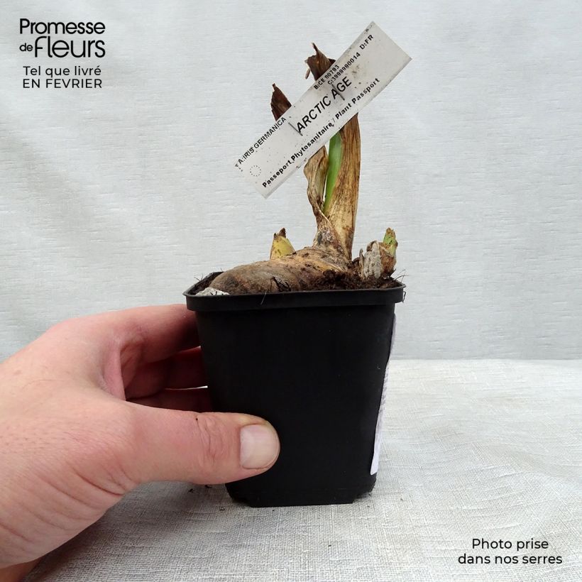 Iris germanica Arctic Age Rhizome sample as delivered in winter