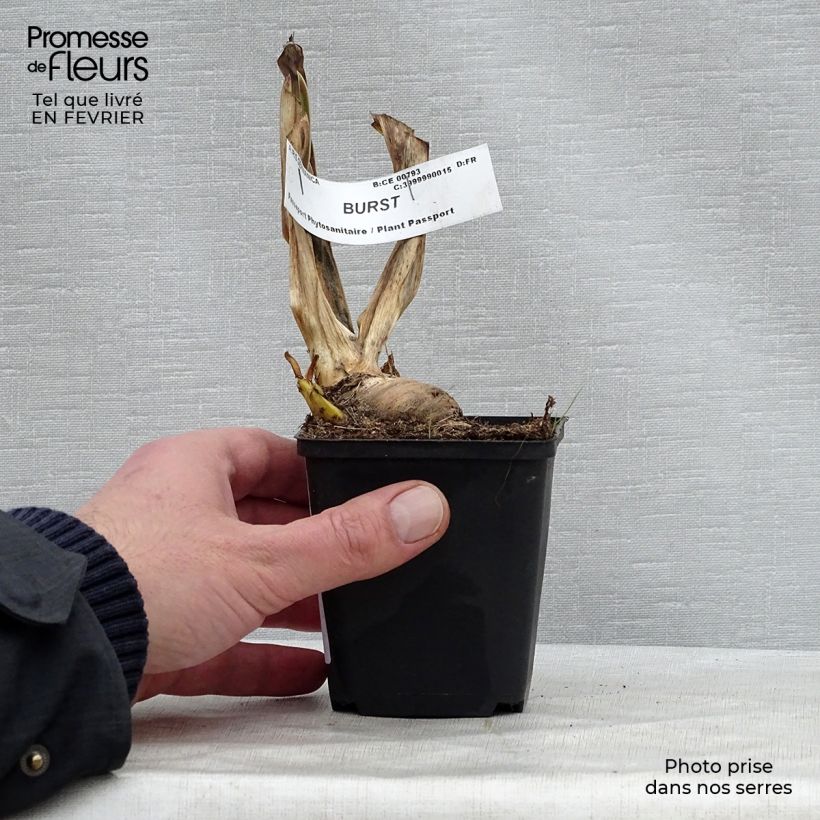 Iris germanica Burst Rhizome ou godet sample as delivered in winter