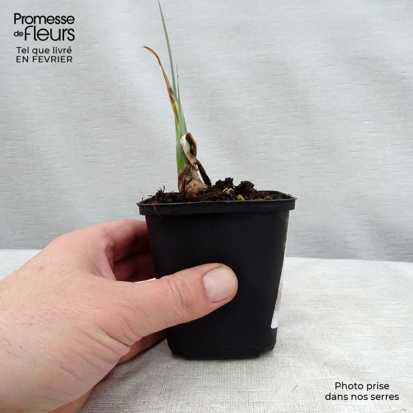 Iris germanica Cable Car - Penny a Pinch Rhizome ou godet sample as delivered in winter