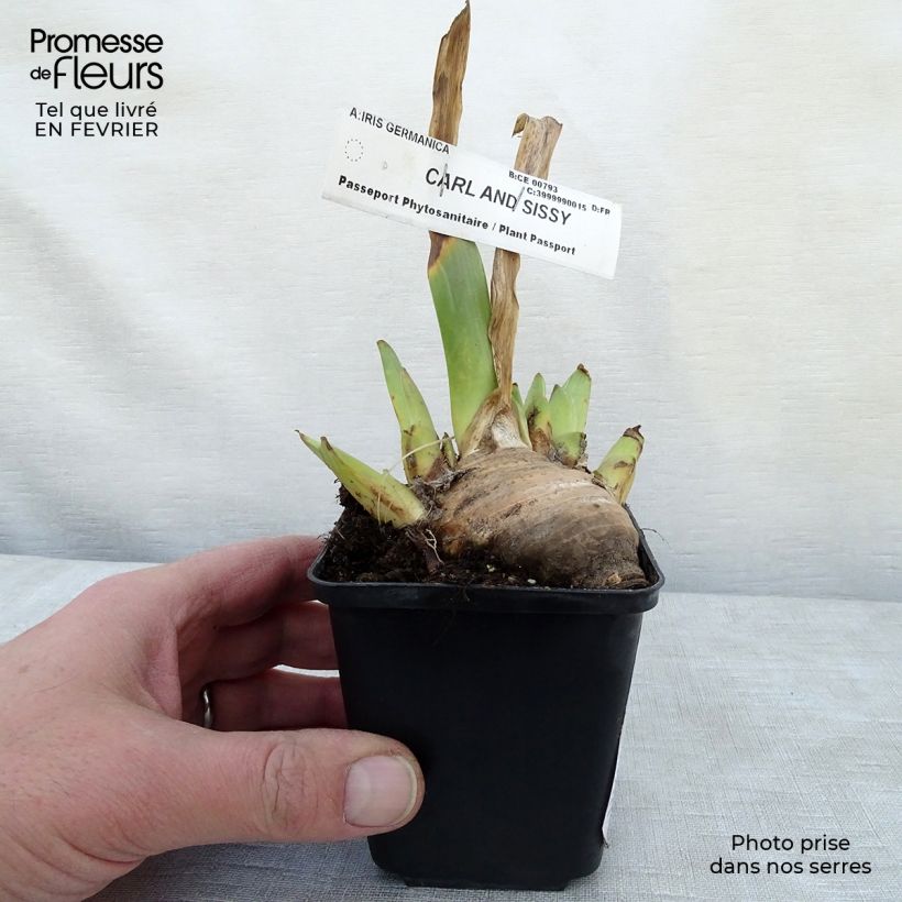 Iris germanica Carl and Sissy Rhizome sample as delivered in winter