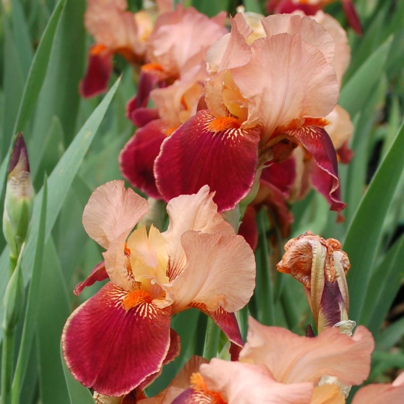 Iris germanica Cimarron Strip - Bearded Iris (Flowering)