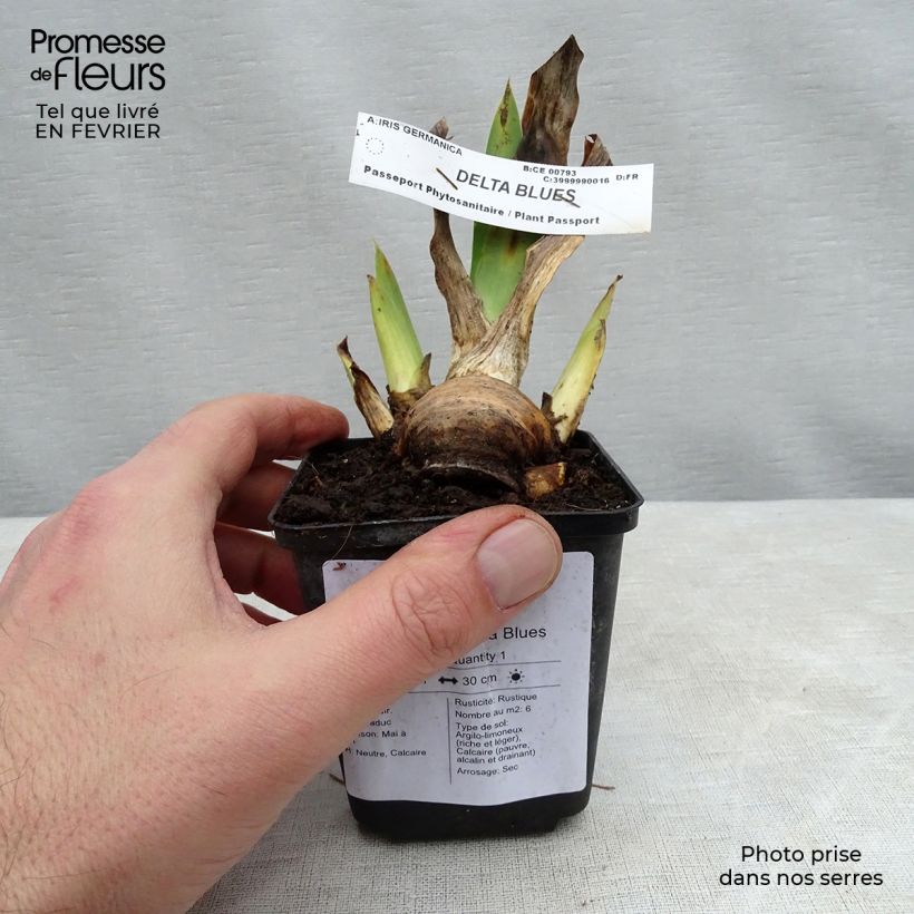 Iris germanica Delta Blues Rhizome sample as delivered in winter