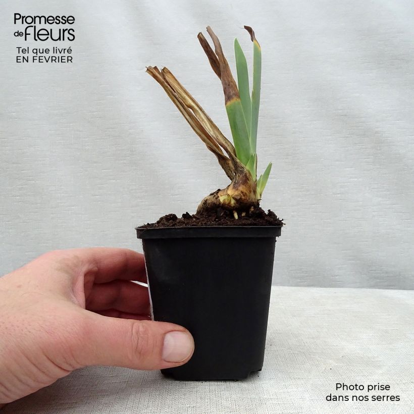 Iris germanica Irisades - Iris des Jardins Rhizome ou godet sample as delivered in winter