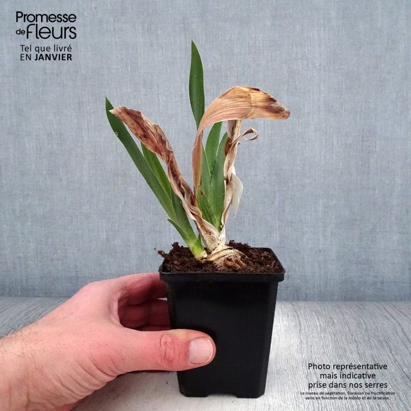 Iris germanica Pastel Printanier - Iris des Jardins Rhizome, Calibre 10/15, qualité extra sample as delivered in winter