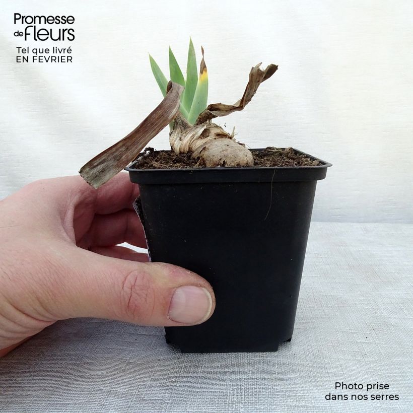 Iris germanica Patina Rhizome ou godet sample as delivered in winter