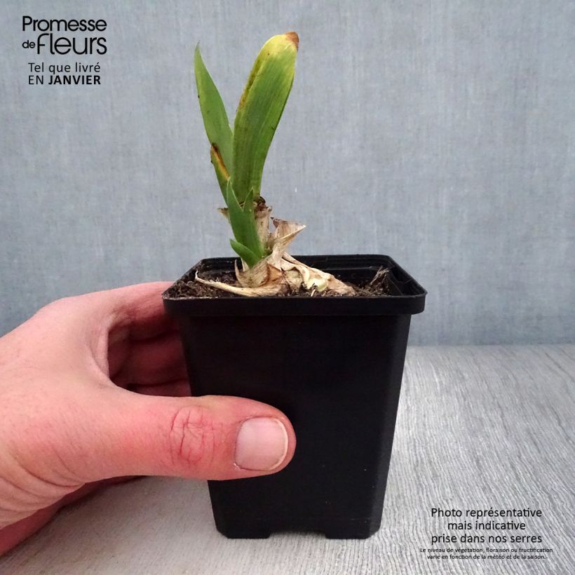 Iris germanica Pinnacle - Iris des Jardins Rhizome ou godet sample as delivered in winter