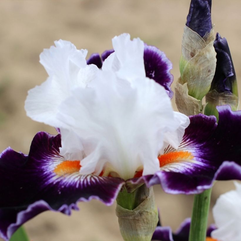 Iris germanica Le Bois Du Vent (Plant habit)