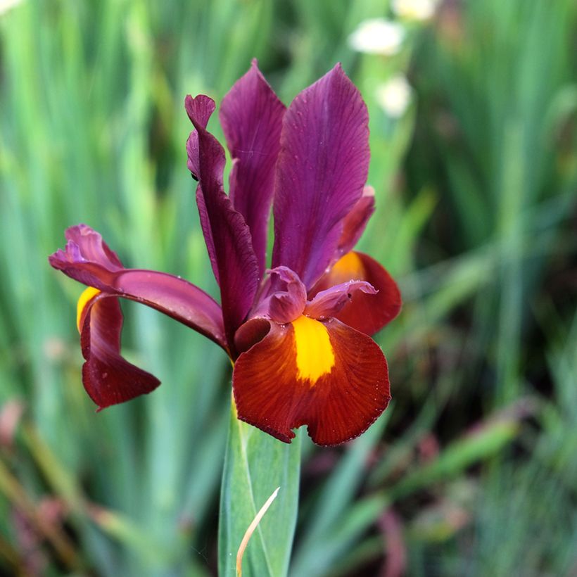 Iris x hollandica Red Ember (Flowering)