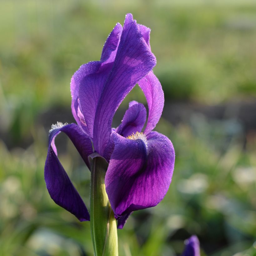 Iris hoogiana  (Flowering)