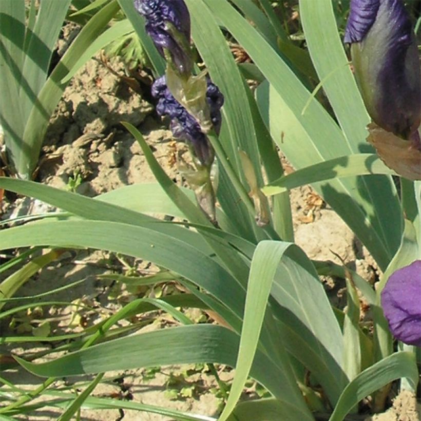 Iris illyrica (Foliage)