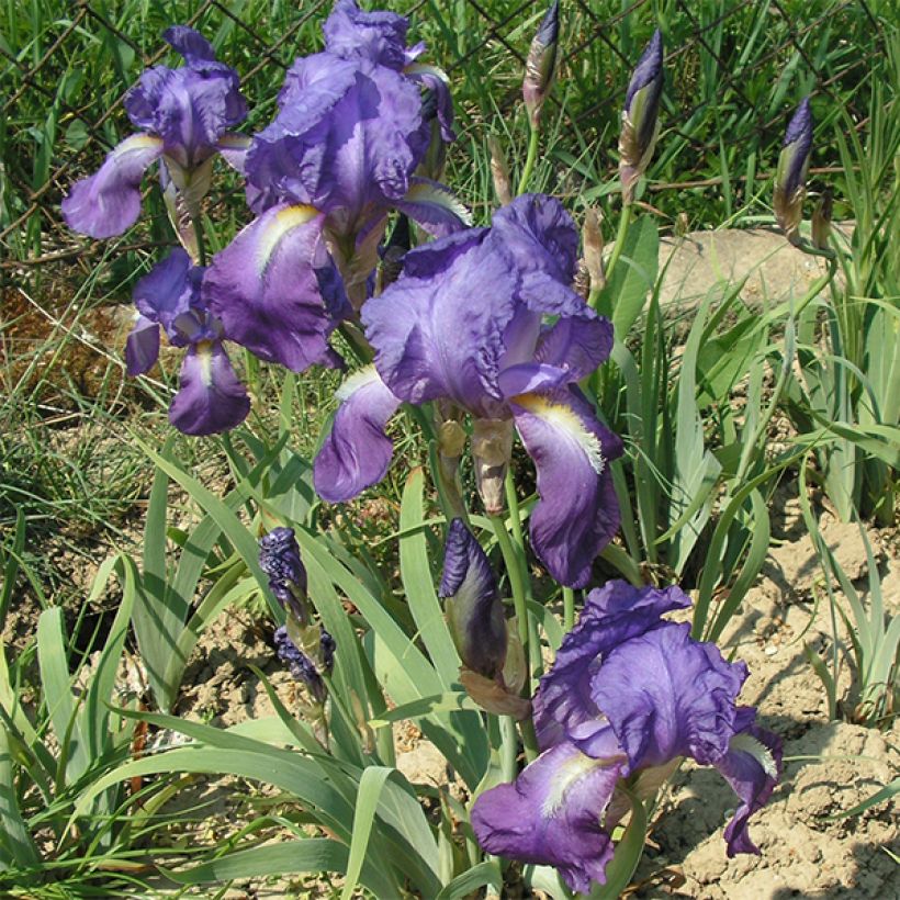 Iris illyrica (Flowering)