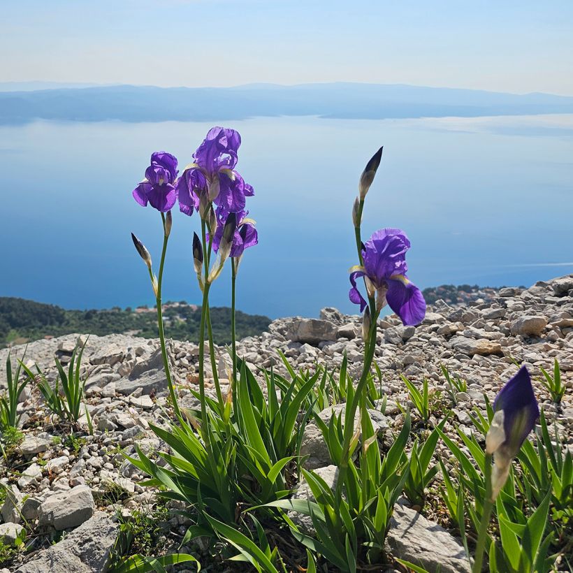 Iris illyrica (Plant habit)