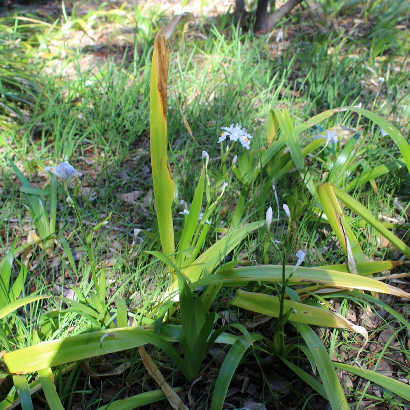 Iris japonica (Plant habit)