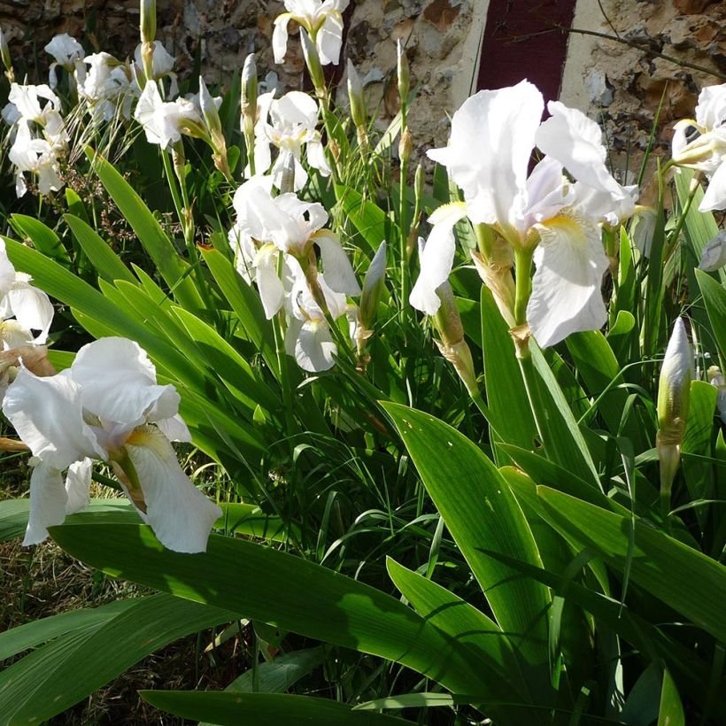 Iris pumila Bright White - Dwarf bearded Iris (Plant habit)