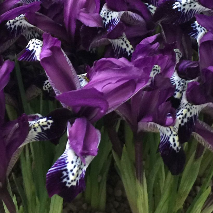 Iris reticulata Spot On - Netted iris (Flowering)