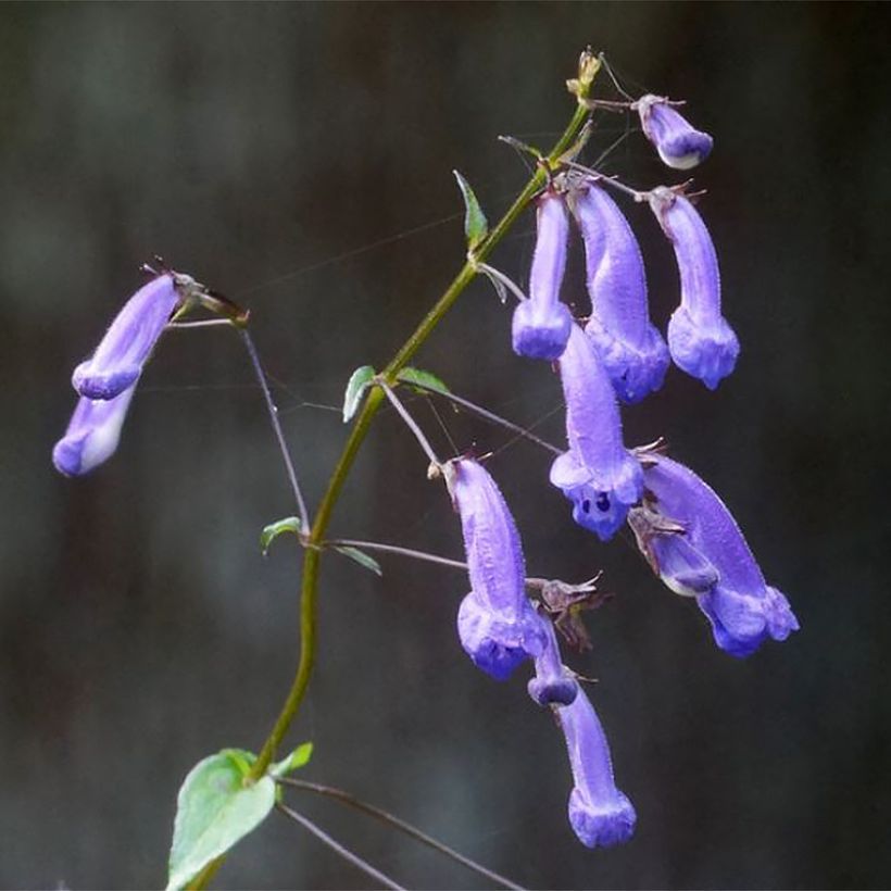 Isodon effusus (Flowering)