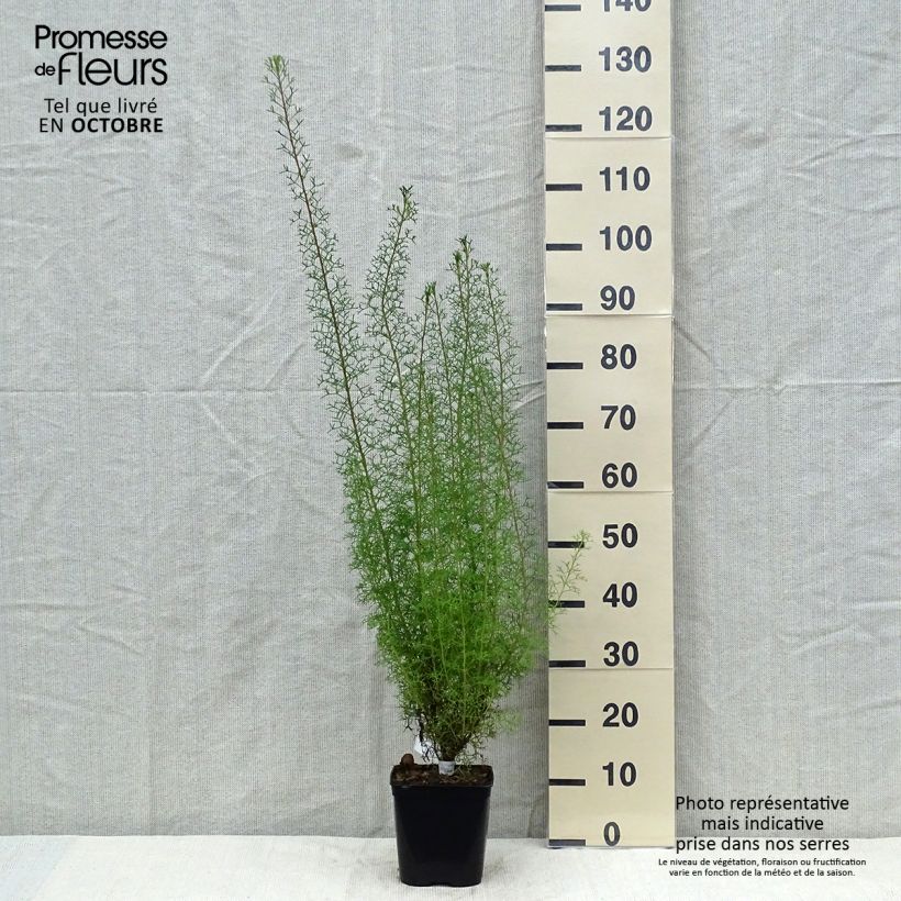 Isopogon formosus Pot de 3L/4L sample as delivered in autumn