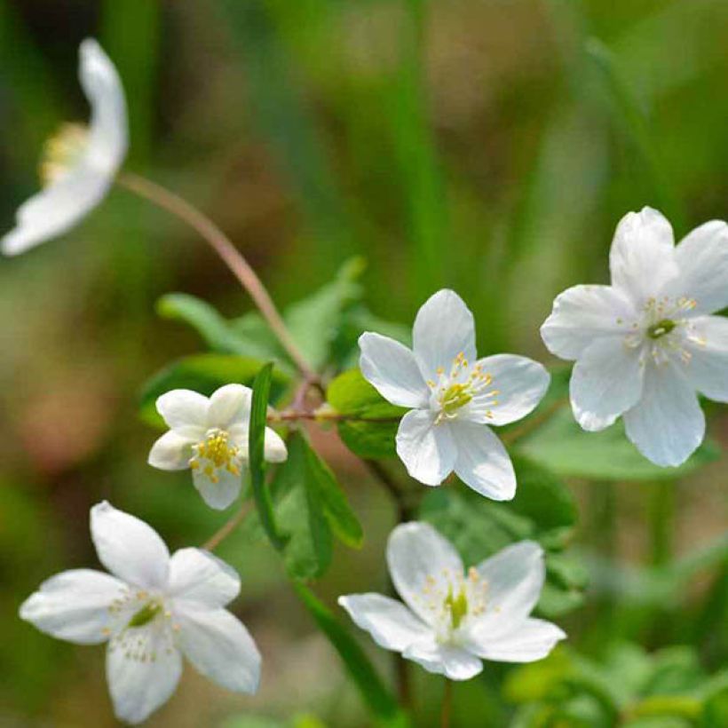 Isopyrum thalictroides (Flowering)