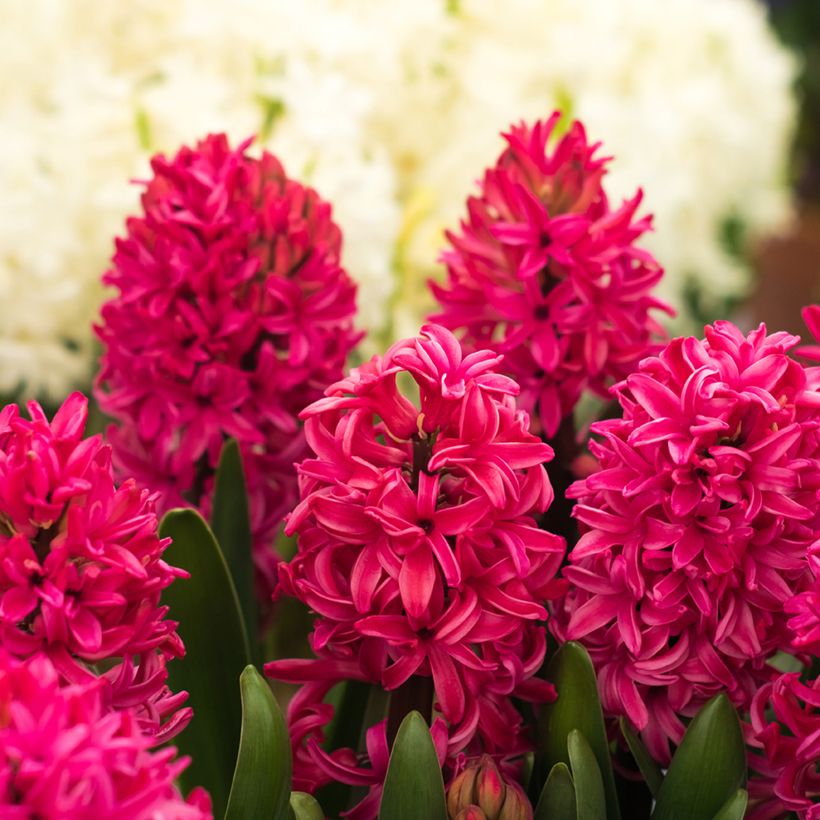 Hyacinthus orientalis Red Glory (Flowering)