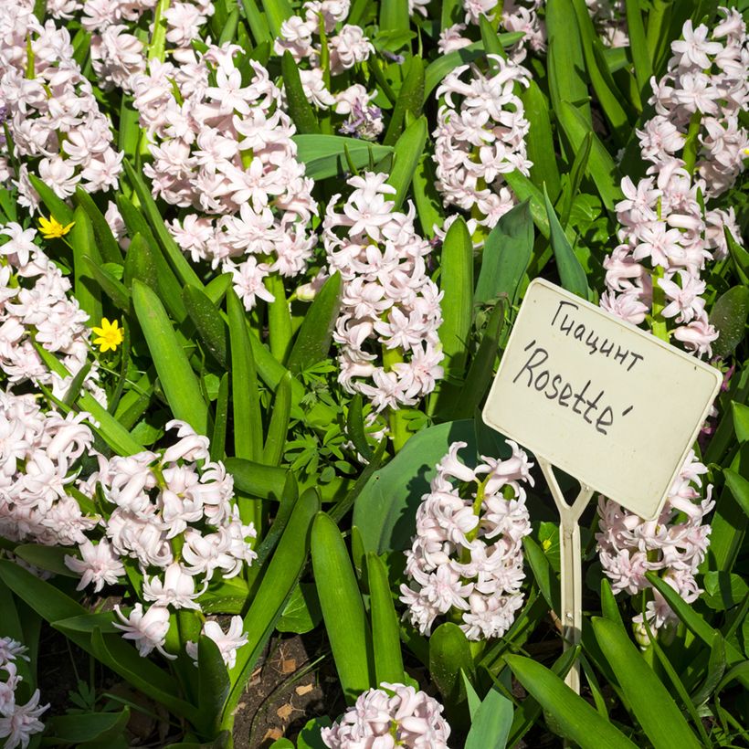 Hyacinthus orientalis Rosette (Plant habit)