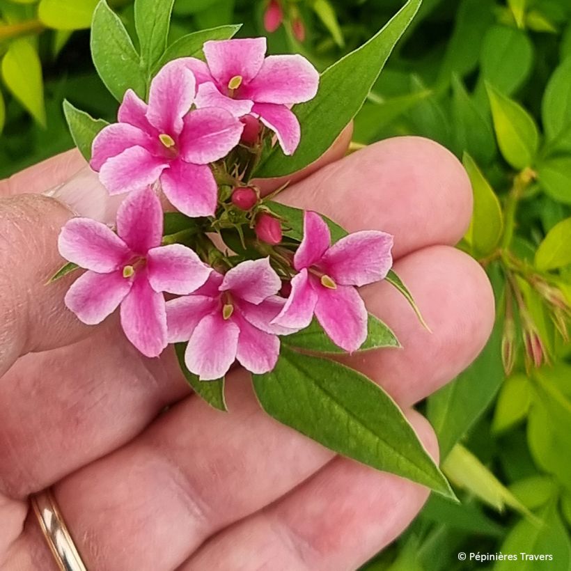 Jasminum stephanense Starry Starry Summer Scent (Flowering)