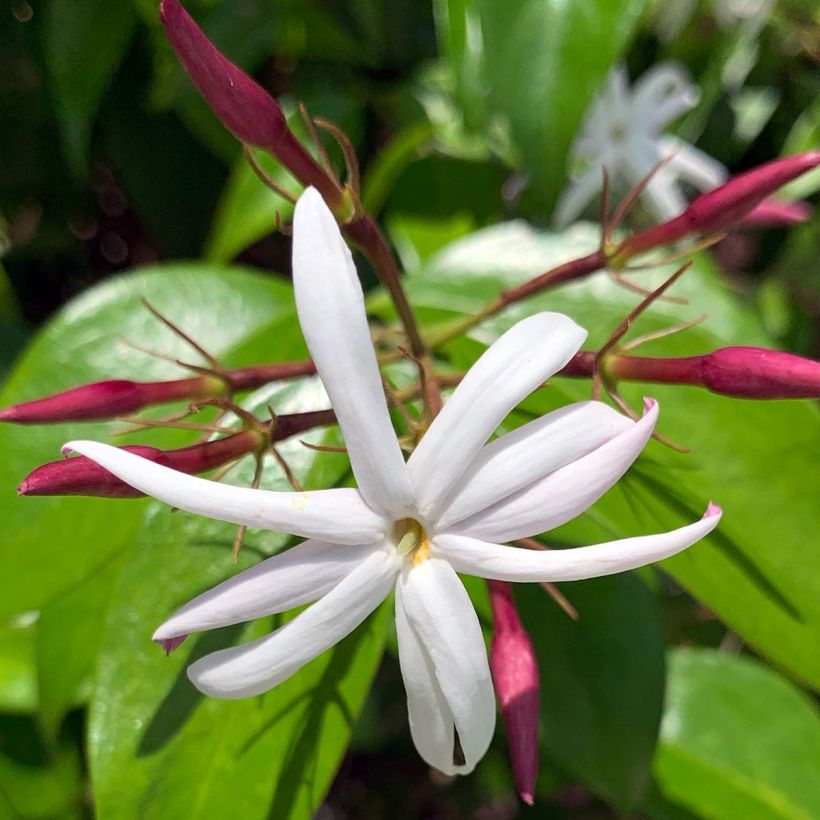 Jasminum laurifolium var. nitidum - Angel-wing Jasmine (Flowering)