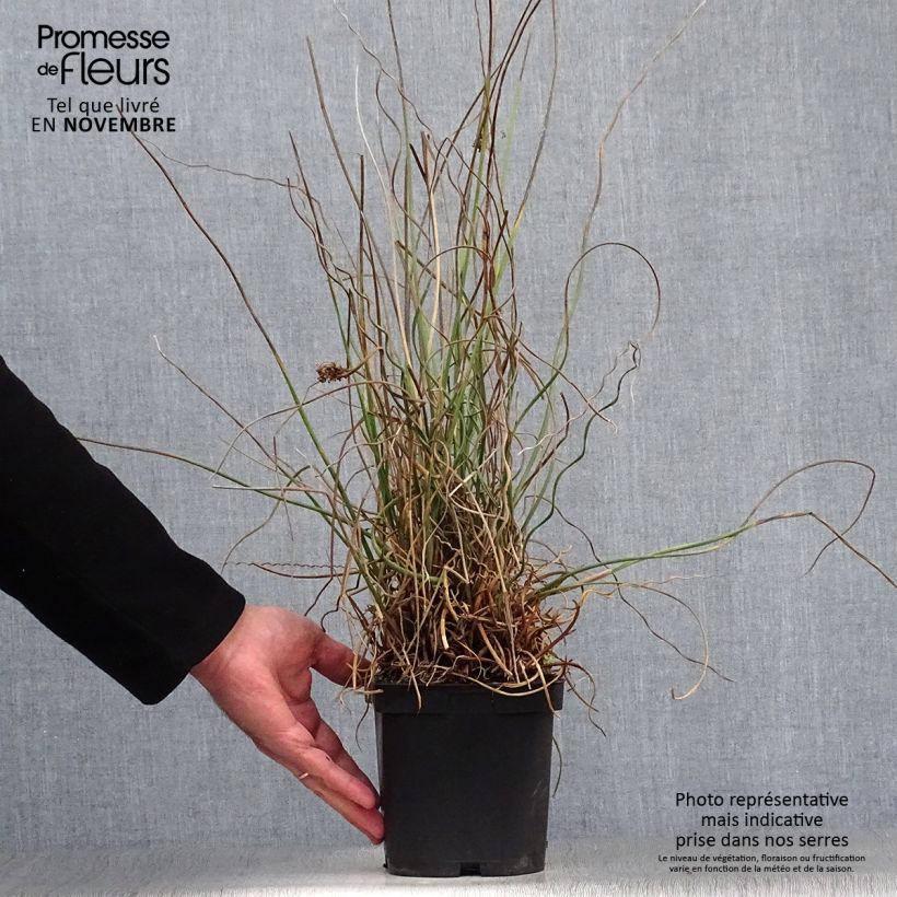 Juncus effusus Spiralis - Jonc spiralé en pot de 2/3 litres sample as delivered in autumn