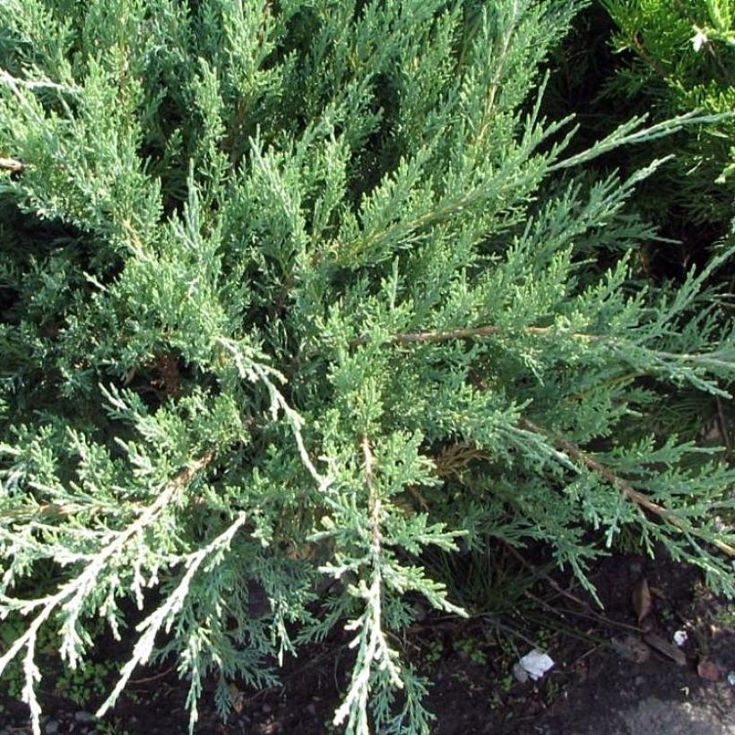 Juniperus x pfitzeriana Hetzii (Plant habit)