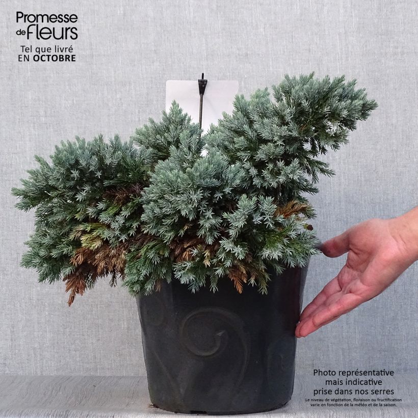 Juniperus squamata Blue Star - Pot de 7,5L/10L sample as delivered in autumn