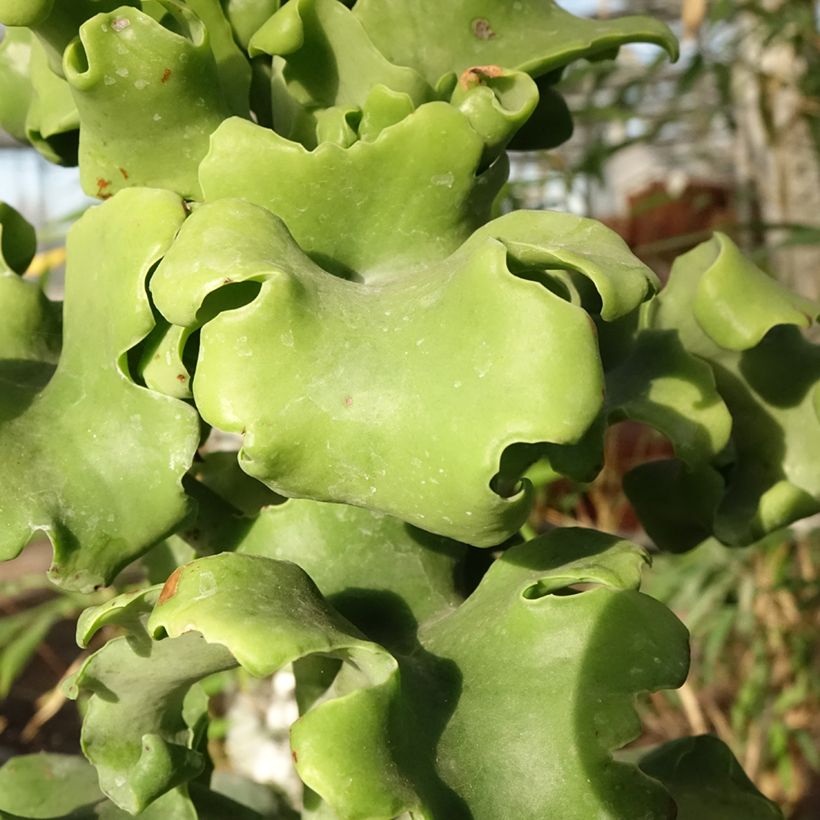 Kalanchoe beharensis subnuda (Foliage)