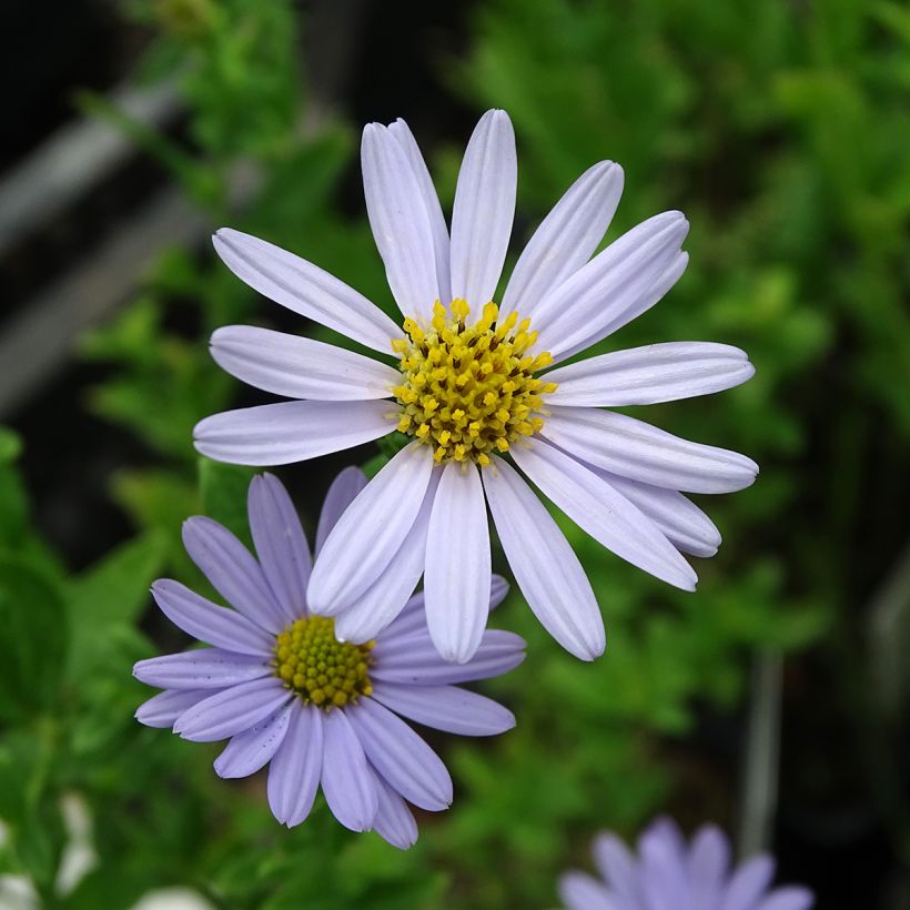 Kalimeris incisa Blue Star (Flowering)