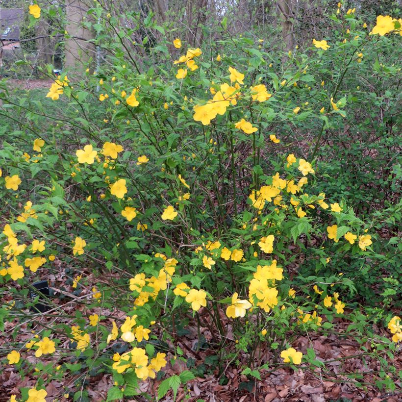 Kerria japonica  (Plant habit)