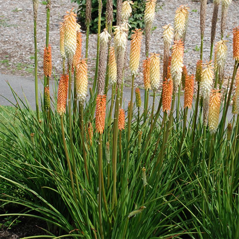 Kniphofia rooperi Cobra - Red Hot Poker (Flowering)