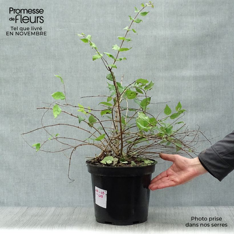 Kolkwitzia amabilis Pink Cloud - Buisson de beauté en pot de 7,5L/10L sample as delivered in autumn